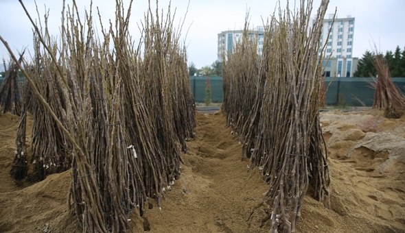 Çiftçiler yüzde 50 hibeli fidanları almaya başladı