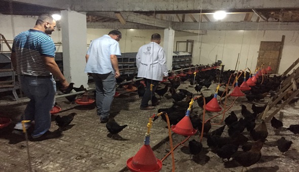 Çiftçilere 9 bin gezen tavuk desteği