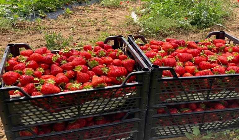 Çilek hasadı ileri bir tarihe ertelendi!