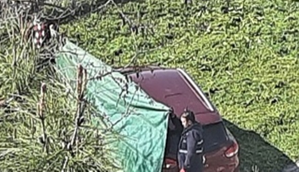 Çim biçerken araç zarar görmesin diye branda çektiler