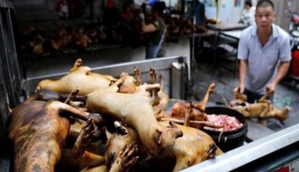 Çinliler adam olmaz! Şimdi de bunu yiyorlar