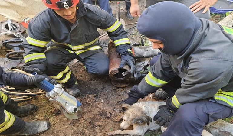 Demir boruya sıkışan köpeği itfaiye kurtardı