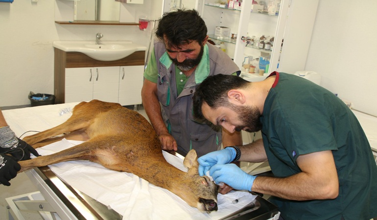 Denizden kurtarılan Karaca’nın tedavisi devam ediyor