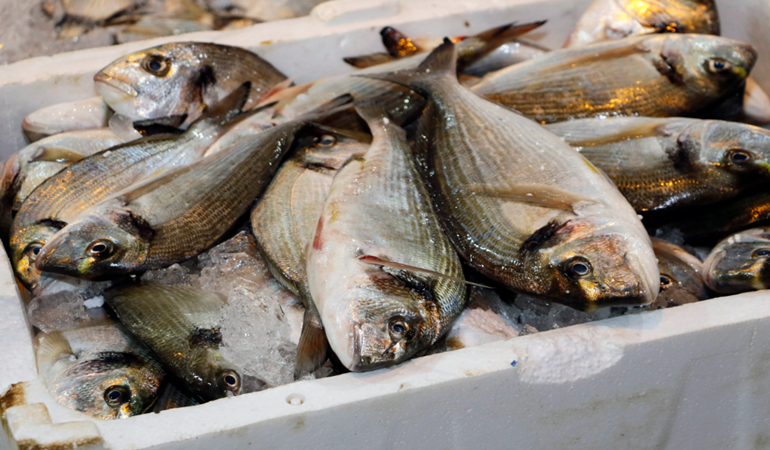 Denizlerde avlanan balık miktarı 4 yılda yüzde 32 azaldı