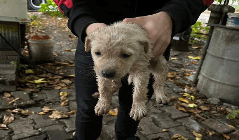 Dereye düşen yavru köpeği İtfaiye kurtardı