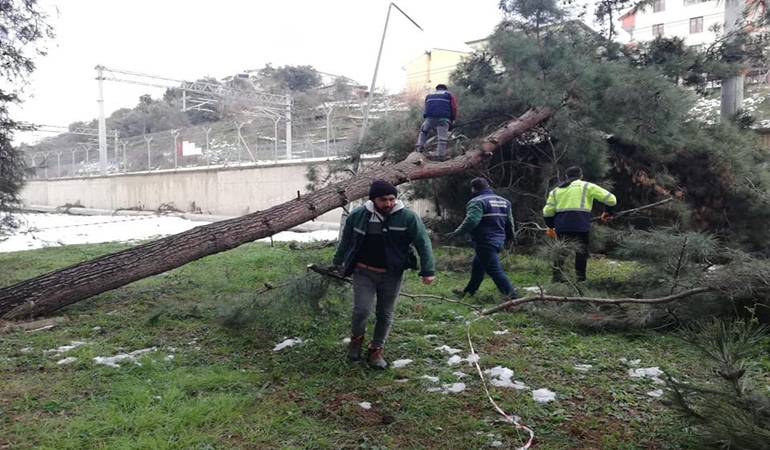 Derince’de fırtınada devrilen ağaçlar kaldırıldı