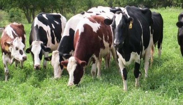 Derince'de inek beslemek yasak mı?