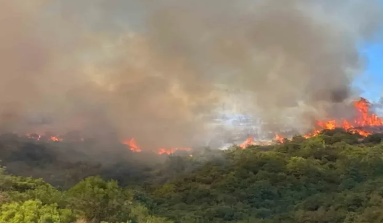 Derince’de orman yine alev aldı