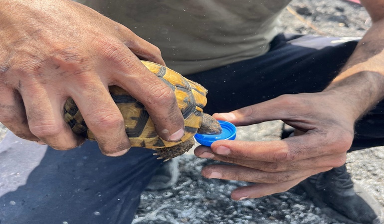 Derince’deki yangında itfaiyenin kaplumbağaya uzattığı su yürekleri ısıttı