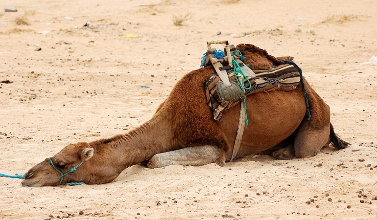 Deve bayıltan sıcaklar daha ne kadar sürecek?