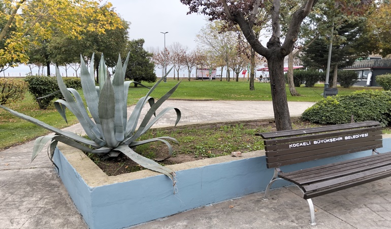 Dikenli bitkiler peyzaj için kullanılmamalı