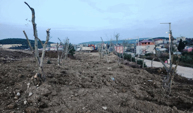 Dilovası’nda ağaçlara form ve bakım çalışmaları yapılıyor