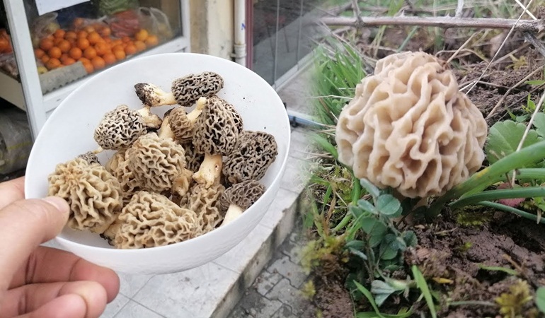 Doğal ve şifalı kilosu da 300 lira