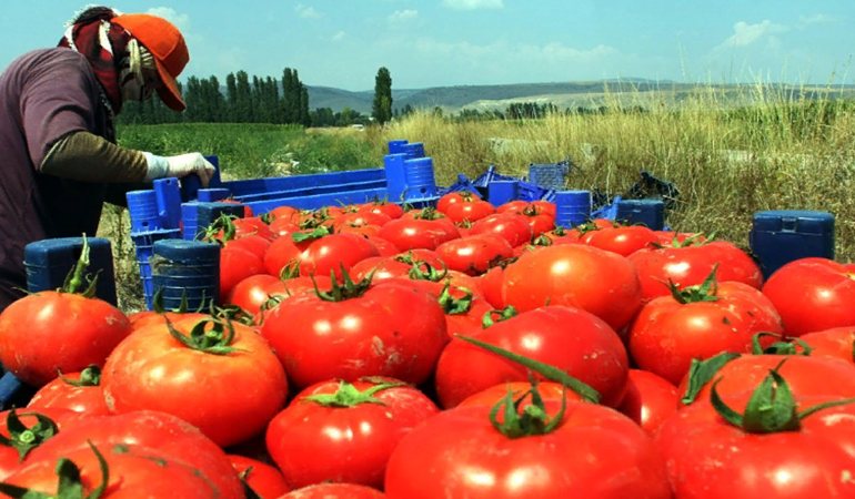 Domatese ihracat yasağı kararı gözden geçirilmeli