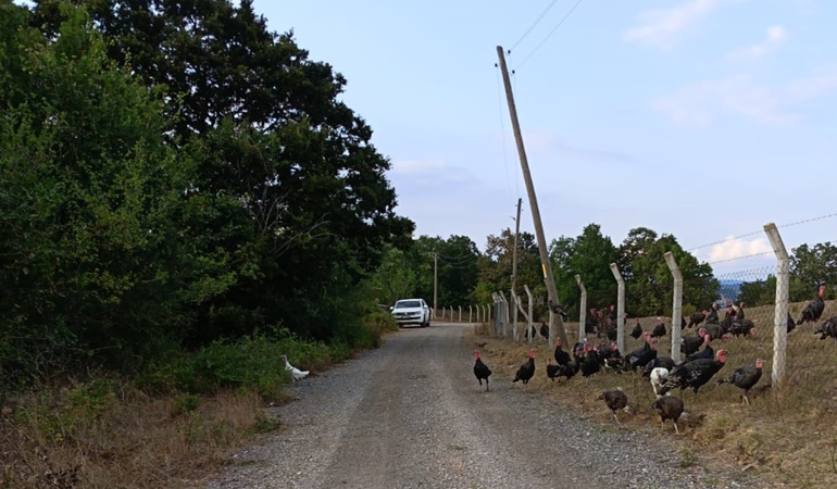Elektrik direkleri her an devrilebilir