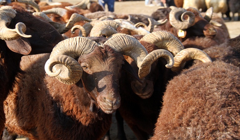 Et ve Süt Kurumu'ndan kurbanlık kararı