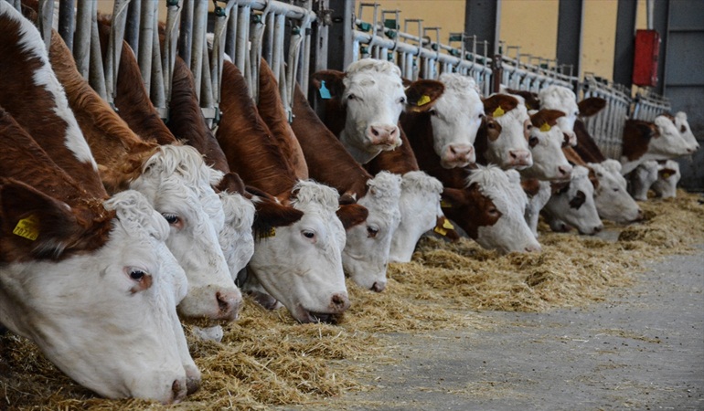 Et ve süt sorunu kapıda