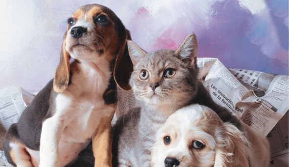 Evcil hayvanlar yolcu gibi otobüste taşınacak