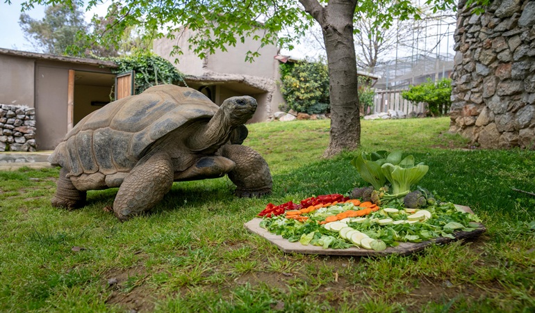 Faruk Yalçın Hayvanat Bahçesi, Dünya Kaplumbağa Günü’nü unutmuyor