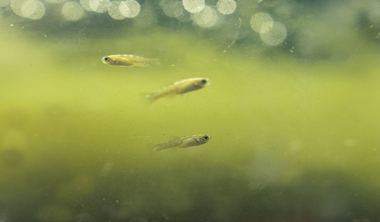 Faruk Yalçın Hayvanat Bahçesi ve Botanik Parkı’ndan örnek bir proje