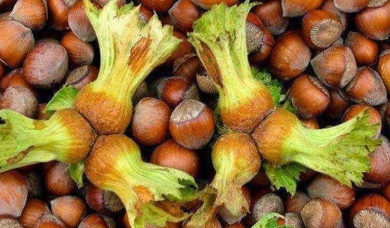 Fındık fiyatı üç beş alıcının insafına bırakılamaz