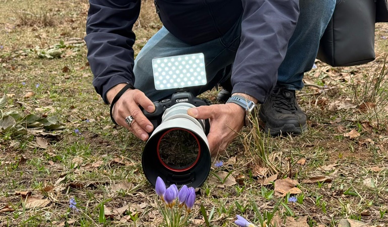 Fotoğraf avcıları Kartepe’de Keltepe Çiğdemi’ni görüntüledi!