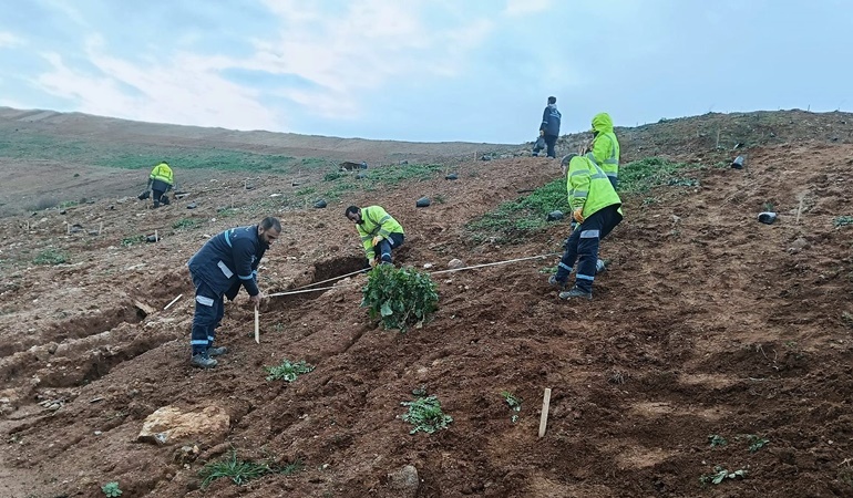 Gebze’deki dolgu alanına 4 bin 500 sedir ağacı dikildi
