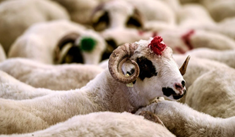 Geçtiğimiz yıl asgari ücretle 2 kurbanlık alınabiliyordu