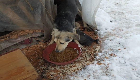 Gelecek Gölcük’ten sokak hayvanları ve kuşlara yem