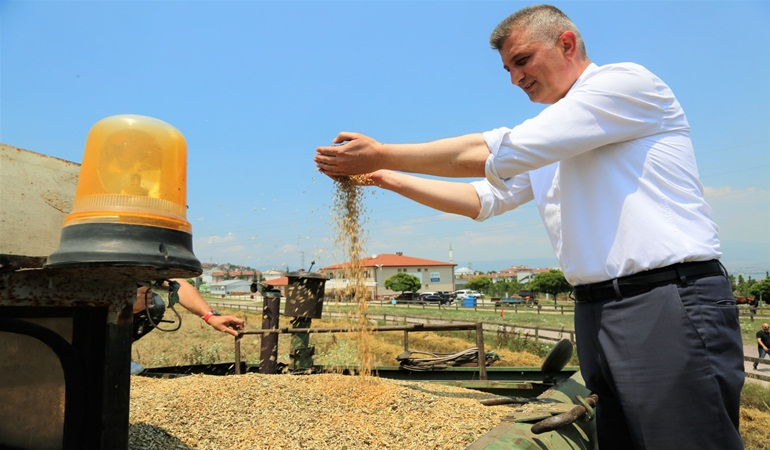 Gölcük Belediyesi boş araziden 20 ton buğday hasat etti