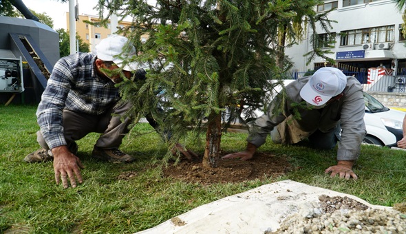 Gölcük Belediyesi o ağaçların yerine yeni fidanlar dikti