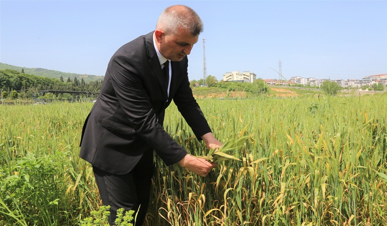 Gölcük Belediyesi organik buğdayları bir kez daha yetişiyor
