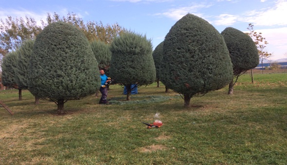 Gölcük sahilindeki ağaçlar böyle daha güzel