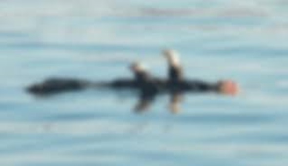 Gölcük'te denizden ceset çıktı