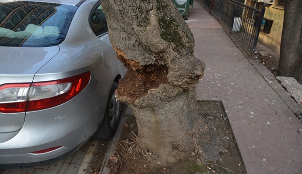 Gövdesi çürüyen ağaca müdahale