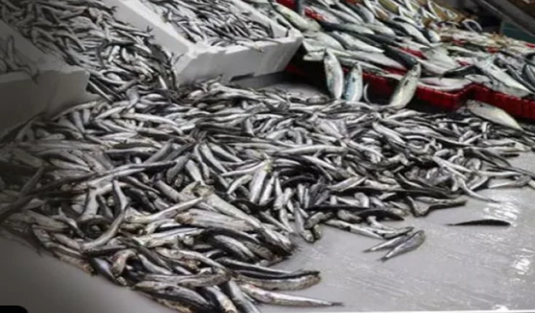 Hamsi yok olma tehlikesiyle karşı karşıya