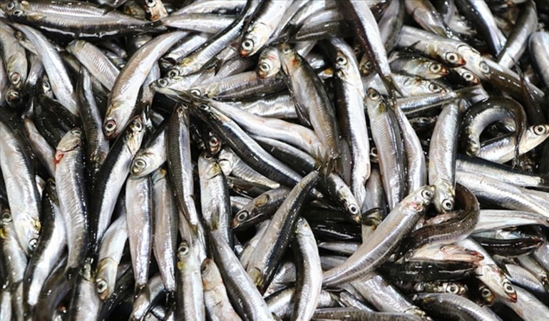 Hamsinin boyunu küçültün talebi!