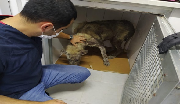 Hasta köpeğin yardımına koştular