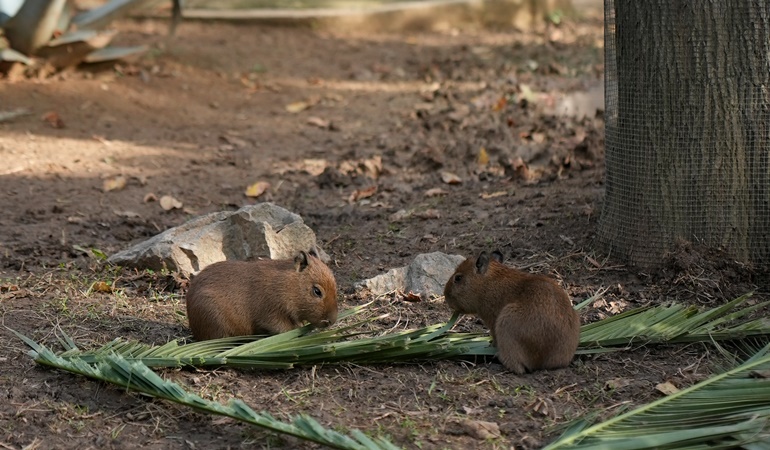 Hayvanat Bahçesi’deki Kapibara ailesi büyüyor
