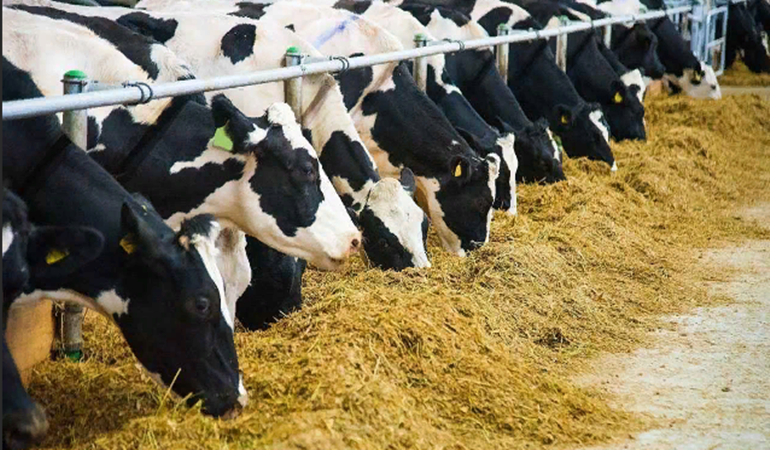 Hayvancılık bitirildi ithalat başladı