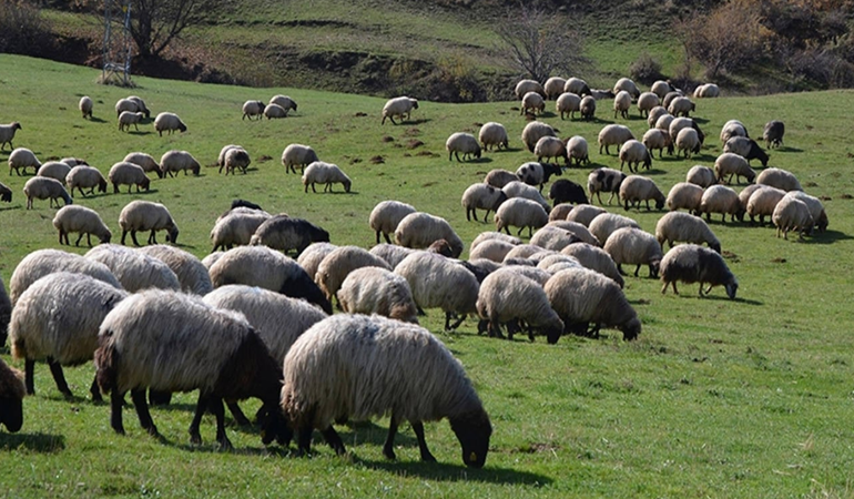 Hayvancılık böyle bitirildi! Et fiyatları bu yüzden ucuzlamıyor