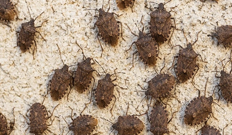 Herkes gider Mersin'e, biz gideriz tersine!