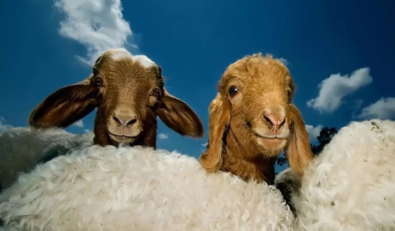 İHH Kocaeli 60 ülkede kurban kesecek