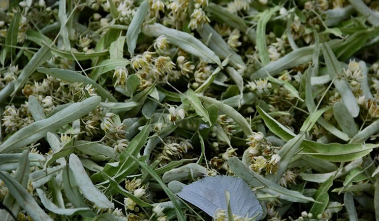 Ihlamurun fiyatı altınla yarışıyor!