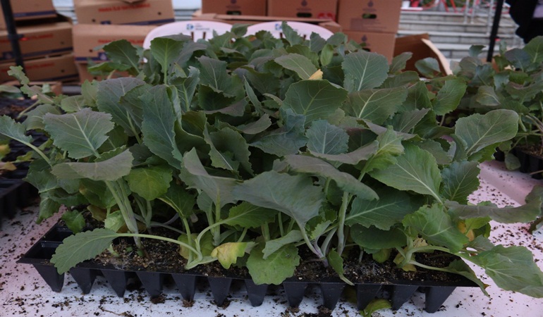 İmamoğlu’nun gönderdiği karalahana fideleri İzmit’te dağıtıldı