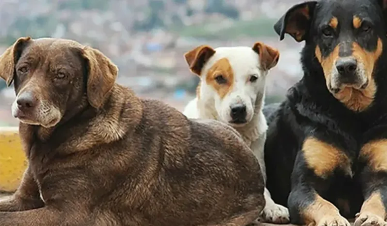 İmralı değil köpekler konuşulsun isteniyor!