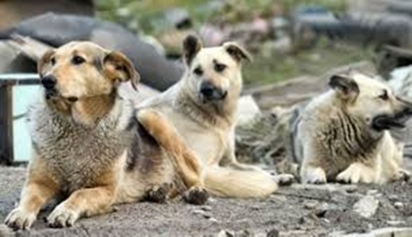 İnsanlar eve kapandı, sokak hayvanları aç kaldı!