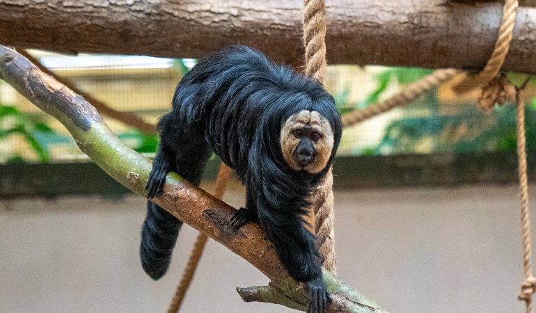 İşte Darıca’daki Hayvanat Bahçesi’nin yeni üyesi!