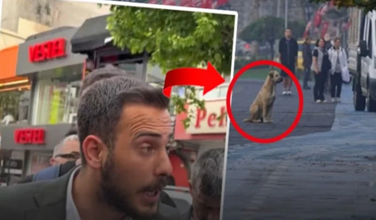 İt bile daha saygılı!