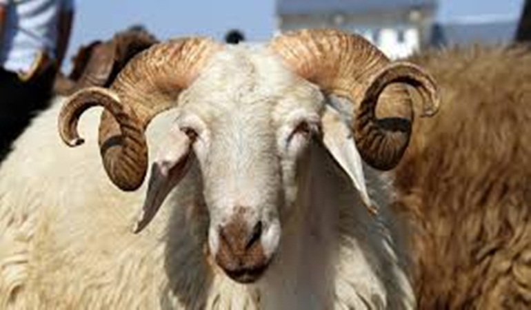 İzmit Belediyesi, bu bayramda da et bağışlarını alacak